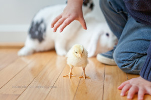 baby chick and bunny photo sessions maryland-1