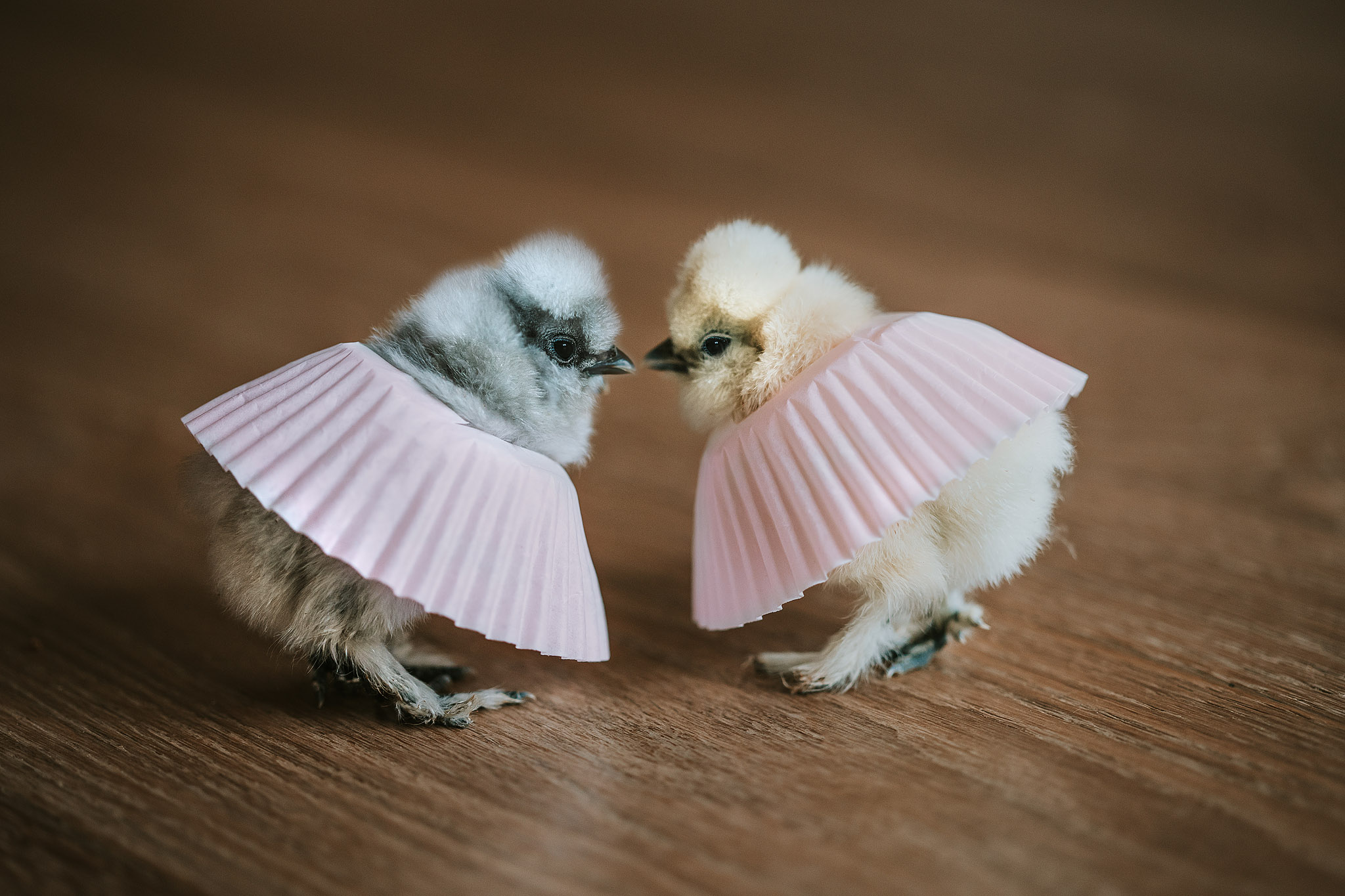 baby chicks in skirts