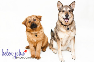 maryland pet dog photographer