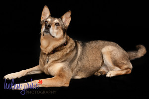 gaithersburg maryland pet photographer