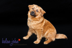 gaithersburg maryland dog photographer