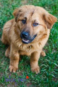 maryland dog photographer