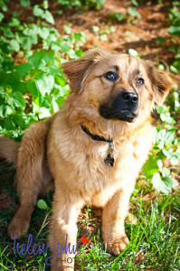 maryland dog photographer