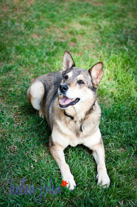 maryland dog photographer