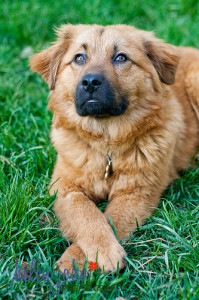 maryland dog photographer