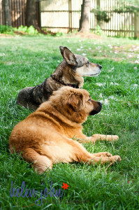 maryland dog photographer