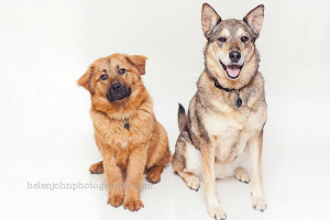 potomac maryland pet photographer