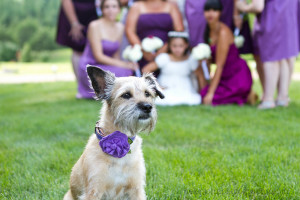 maryland wedding photographer