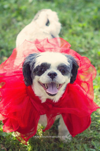 circus themed photo shoot rockville maryland baby photographer-4