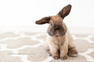 helen john photography bunny