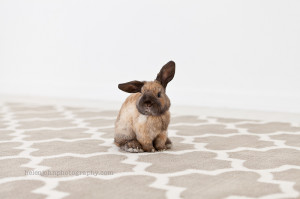 helen john photography bunny