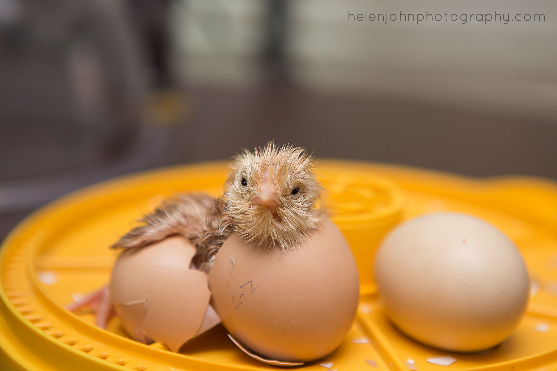 Hatching eggs. Egg Hatch. Hatching chick. Hatch my Egg.