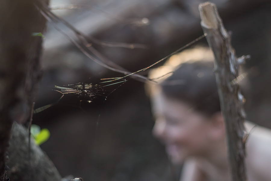 spider web close up