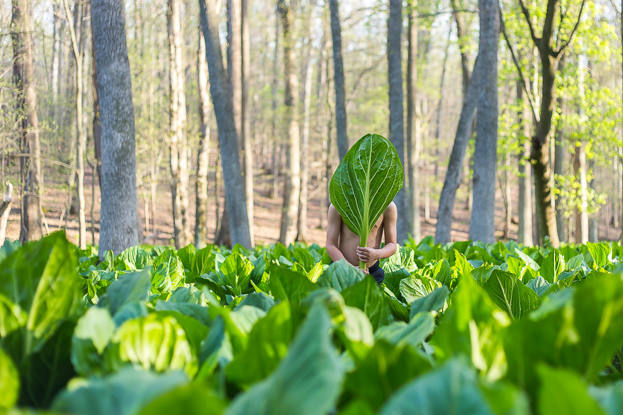 boy hiding face behind large leaf