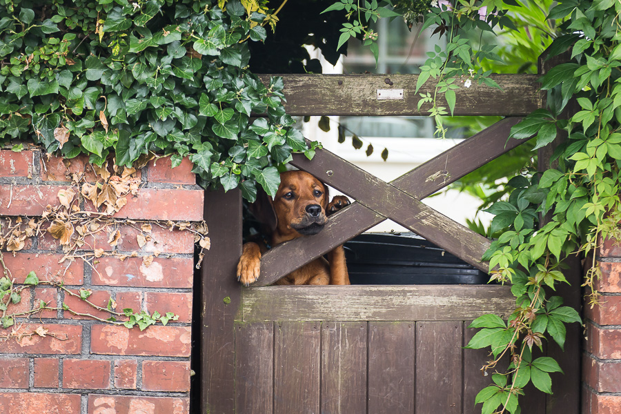 cute brown dog peeking through gate with ivy