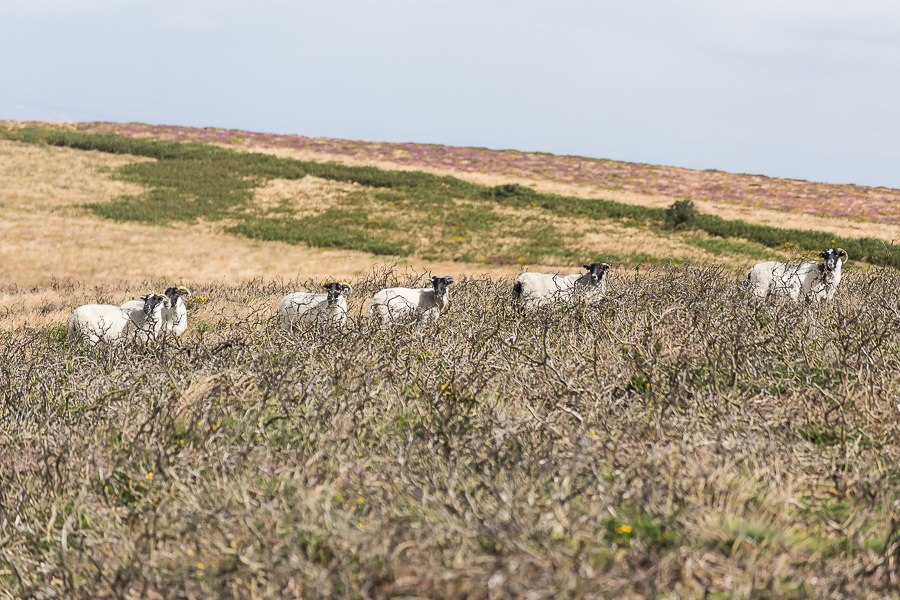 sheep grazing on Quantock Hills