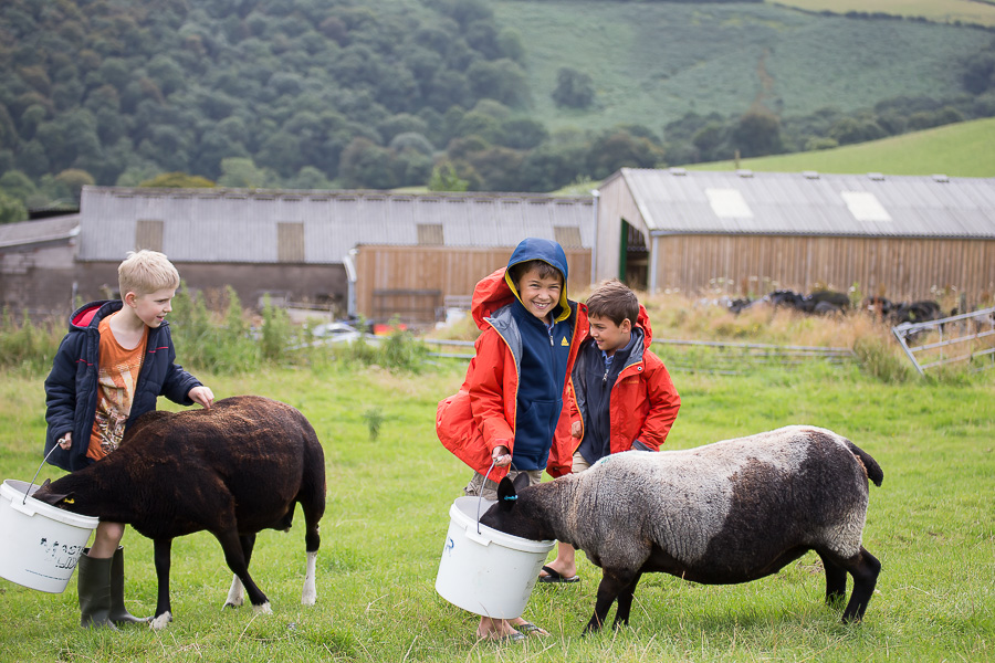 little boys feeding brown sheep in england