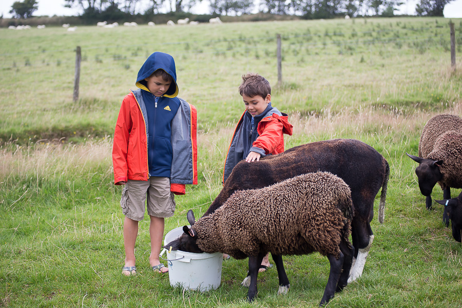 boys feeding sheet in exmoor