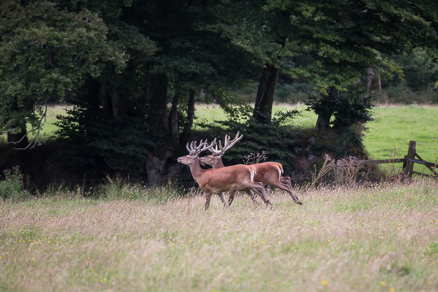 huge antlers deer in england