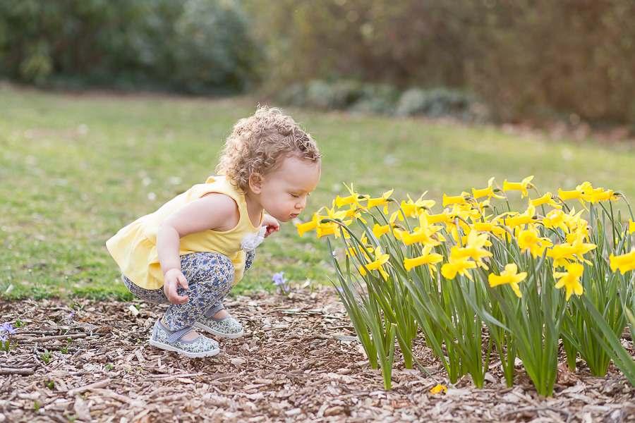 one year old girl smelling daffodill